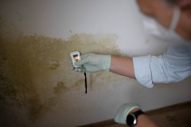 Best Attic Mold Removal  in Florence, AL